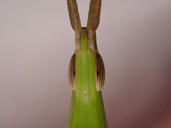 Acrida conica
