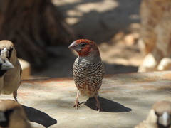 Amadina erythrocephala