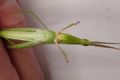 Acrida conica