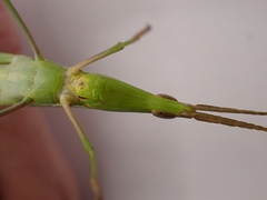 Acrida conica
