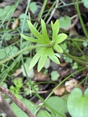 Anemone palmata