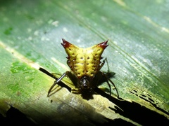 Micrathena triangularis