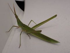 Acrida conica