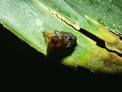 Micrathena triangularis