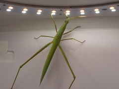 Acrida conica