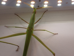 Acrida conica