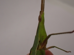 Acrida conica