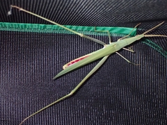 Acrida conica