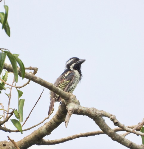 Spot-flanked Barbet (Tricholaema lacrymosa), photo 9