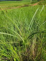 Hypoxis rigidula rigidula