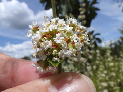 Lippia
