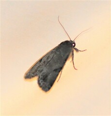 Spodoptera mauritia