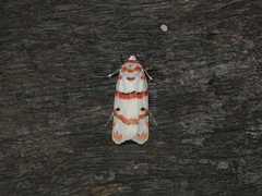 Cyana perornata