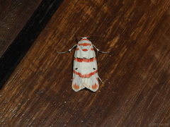Cyana perornata