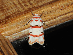 Cyana perornata