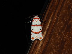 Cyana perornata