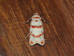 Cyana perornata