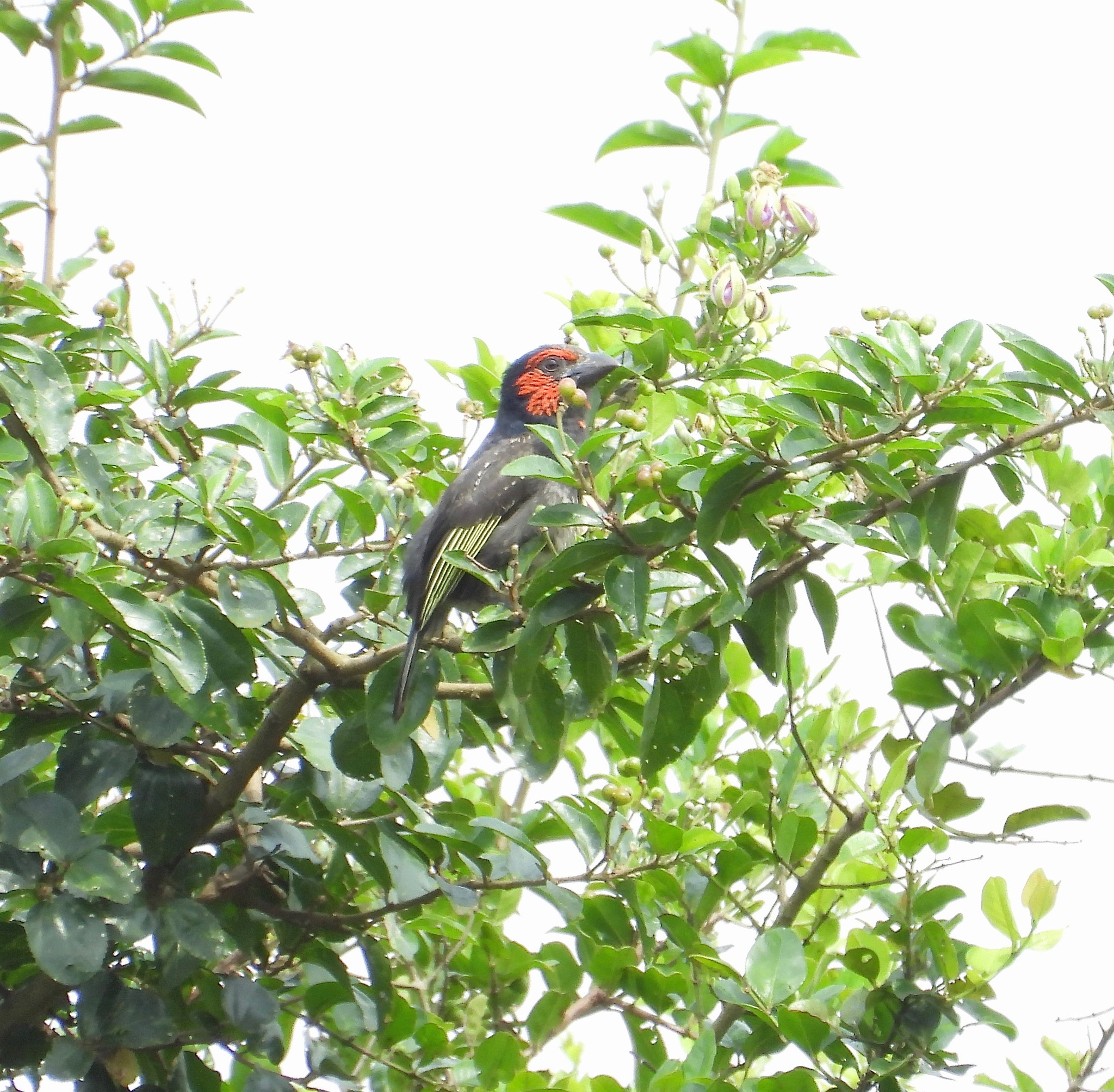 Red-faced Barbet (Lybius rubrifacies), photo 1