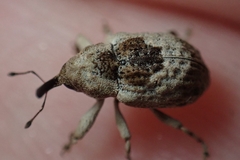 Cryptorhynchinae