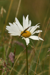 Leucanthemum maximum