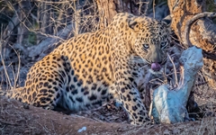 Panthera pardus fusca