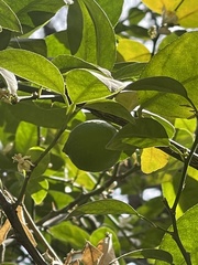 Citrus hystrix