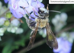 Andrena chengtehensis