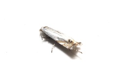Proleucoptera smilactis