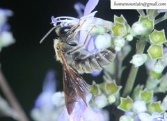 Andrena chengtehensis