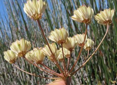 Annesorhiza macrocarpa