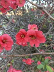 Chaenomeles