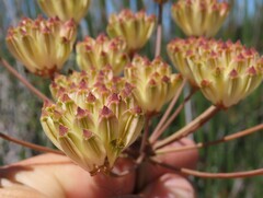 Annesorhiza macrocarpa