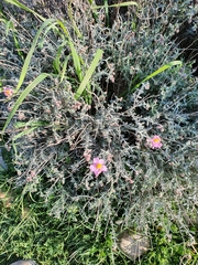 Fumana arabica