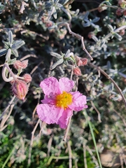 Fumana arabica