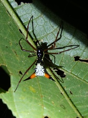 Micrathena schreibersi