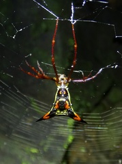 Micrathena schreibersi