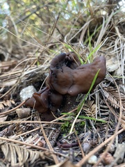 Gyromitra infula