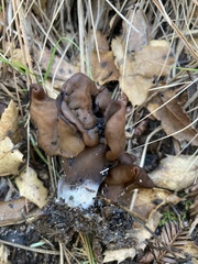 Gyromitra infula