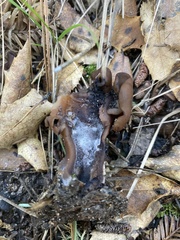 Gyromitra infula