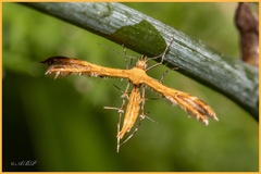 Stenodacma wahlbergi