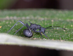 Polyrhachis armata