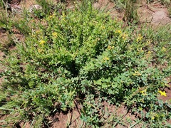 Crotalaria dura
