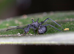 Polyrhachis armata