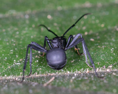 Polyrhachis armata