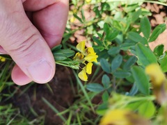Crotalaria dura