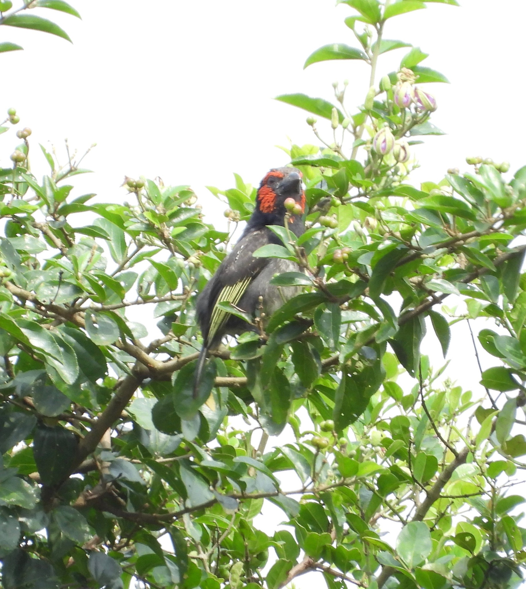 Red-faced Barbet (Lybius rubrifacies), photo 2