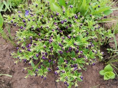 Rotheca hirsuta