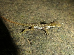Anolis lionotus