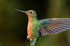 Pterophanes cyanopterus
