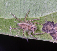 Spartaeinae